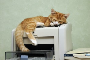 chat endormi au bureau