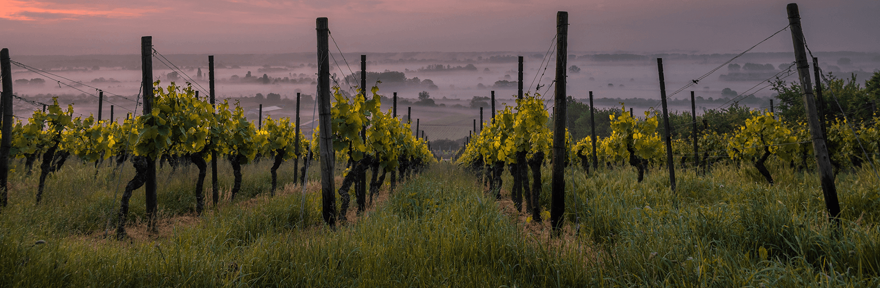 Vendangeur Fiche Métier Salaire Jobijoba