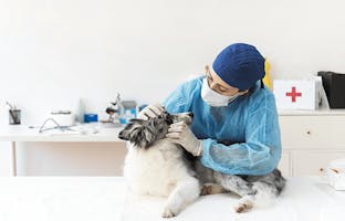 Vétérinaire