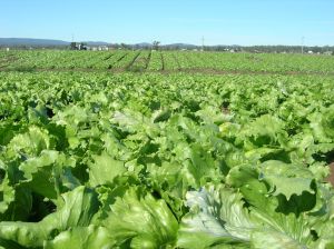 Les jobs d'été dans l'agriculture