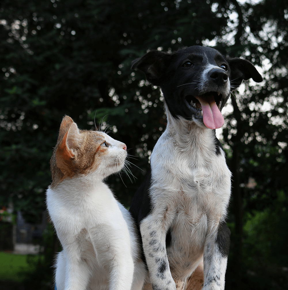 Job d’été pet-sitter : pour les amoureux des animaux