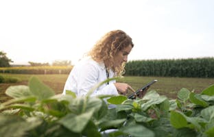 Ingénieur agronome